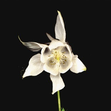 Fridge - Happiness LP