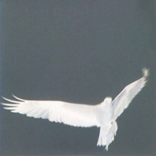 Bardo Pond ‎– Adrop / Circuit VIII